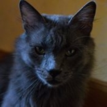 chat Nebelung